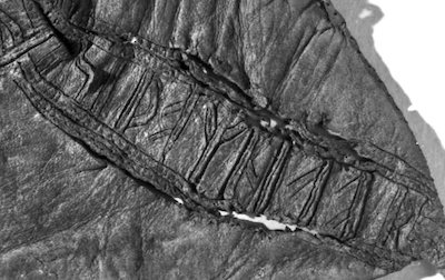 details of a conserved leather shoe with incised lines showing where runic characters were embroidered